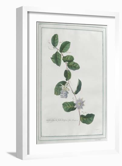 Granadilla; Fructu Citriformi, Foliis Oblongis. Tourn-Georg Dionysius Ehret-Framed Giclee Print