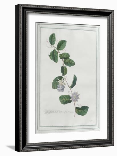 Granadilla; Fructu Citriformi, Foliis Oblongis. Tourn-Georg Dionysius Ehret-Framed Giclee Print