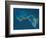 Grand Bahama and Abaco Islands, Bahamas, Satellite Image-null-Framed Photographic Print