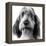 Grand Basset Griffon Vendeen Black and White-null-Framed Premier Image Canvas