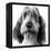 Grand Basset Griffon Vendeen Black and White-null-Framed Premier Image Canvas