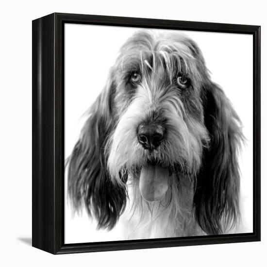 Grand Basset Griffon Vendeen Black and White-null-Framed Premier Image Canvas