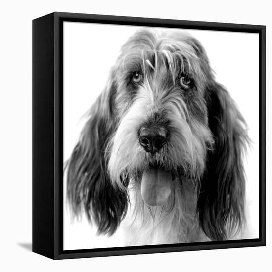 Grand Basset Griffon Vendeen Black and White-null-Framed Premier Image Canvas