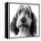 Grand Basset Griffon Vendeen Black and White-null-Framed Premier Image Canvas