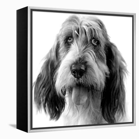 Grand Basset Griffon Vendeen Black and White-null-Framed Premier Image Canvas