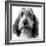 Grand Basset Griffon Vendeen Black and White-null-Framed Photographic Print