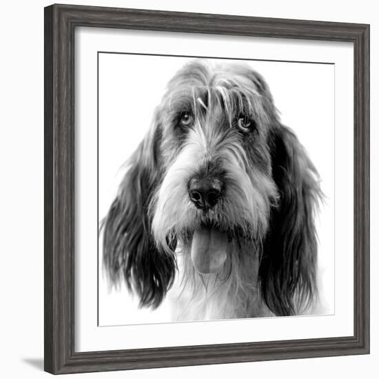 Grand Basset Griffon Vendeen Black and White-null-Framed Photographic Print