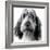 Grand Basset Griffon Vendeen Black and White-null-Framed Photographic Print