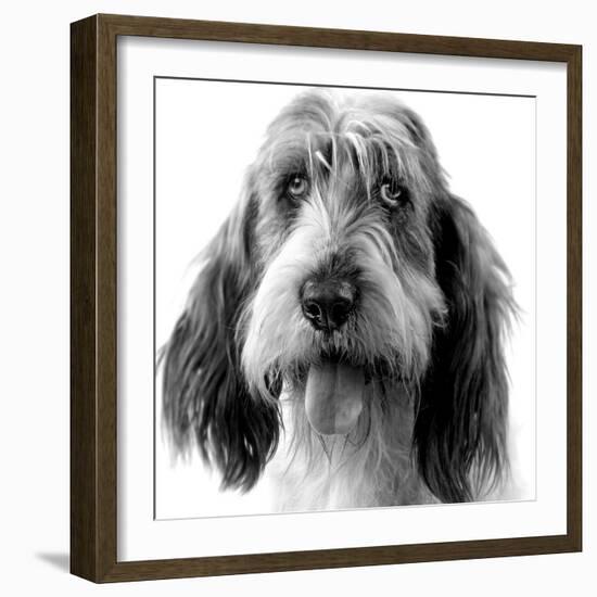 Grand Basset Griffon Vendeen Black and White-null-Framed Photographic Print