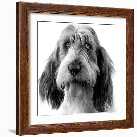 Grand Basset Griffon Vendeen Black and White-null-Framed Photographic Print