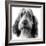 Grand Basset Griffon Vendeen Black and White-null-Framed Photographic Print