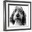 Grand Basset Griffon Vendeen Black and White-null-Framed Photographic Print