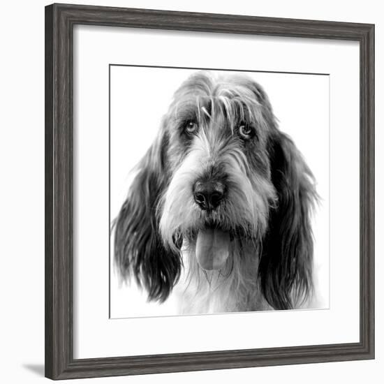 Grand Basset Griffon Vendeen Black and White-null-Framed Photographic Print