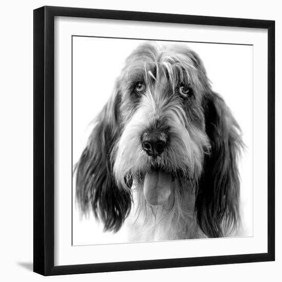 Grand Basset Griffon Vendeen Black and White-null-Framed Photographic Print