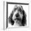 Grand Basset Griffon Vendeen Black and White-null-Framed Photographic Print