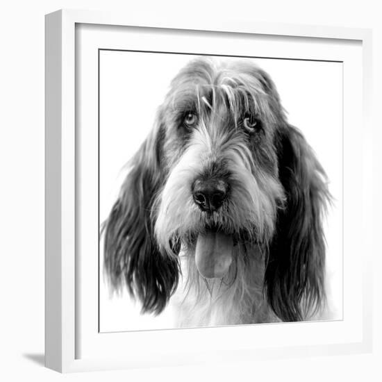 Grand Basset Griffon Vendeen Black and White-null-Framed Photographic Print