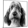 Grand Basset Griffon Vendeen Black and White-null-Mounted Photographic Print