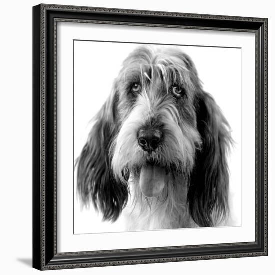 Grand Basset Griffon Vendeen Black and White-null-Framed Photographic Print