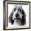 Grand Basset Griffon Vendeen Black and White-null-Framed Photographic Print