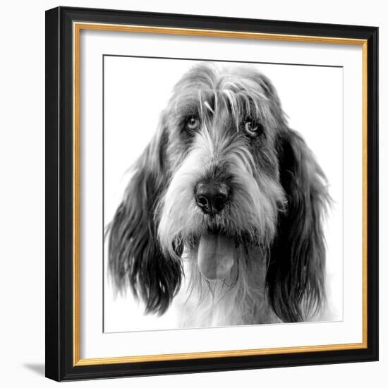 Grand Basset Griffon Vendeen Black and White-null-Framed Photographic Print