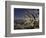 Grand Canyon from South Rim, Grand Canyon National Park, Arizona, USA-Adam Jones-Framed Photographic Print