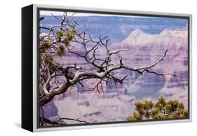 Grand Canyon National Park, Arizona-Curioso Travel Photography-Framed Premier Image Canvas