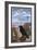 Grand Canyon National Park - Ravens and Angels Window-Lantern Press-Framed Art Print