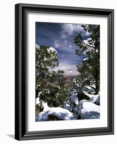 Grand Canyon National Park, Trees Covered with Snow, Arizona, USA-Adam Jones-Framed Photographic Print