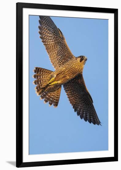 Grand Flight-Staffan Widstrand-Framed Giclee Print