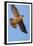 Grand Flight-Staffan Widstrand-Framed Giclee Print