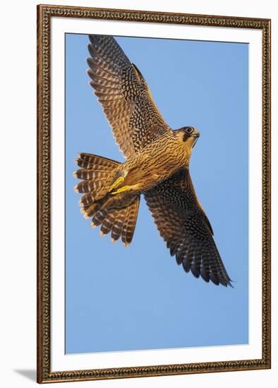 Grand Flight-Staffan Widstrand-Framed Giclee Print