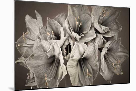 Grand Floral-Assaf Frank-Mounted Giclee Print