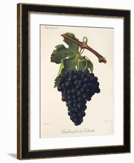 Grand-Noir-De-La-Calmette Grape-J. Troncy-Framed Giclee Print