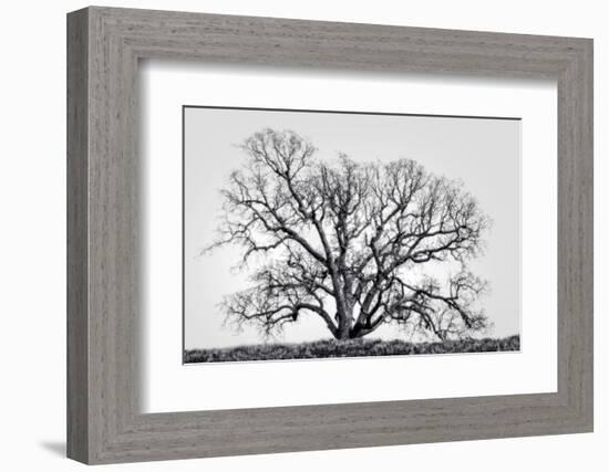 Grand Oak Tree I-Rachel Perry-Framed Photographic Print