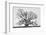 Grand Oak Tree I-Rachel Perry-Framed Photographic Print