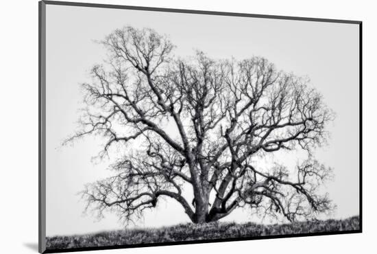 Grand Oak Tree I-Rachel Perry-Mounted Photographic Print