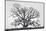 Grand Oak Tree I-Rachel Perry-Mounted Photographic Print