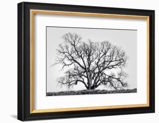 Grand Oak Tree I-Rachel Perry-Framed Photographic Print