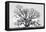 Grand Oak Tree I-Rachel Perry-Framed Premier Image Canvas