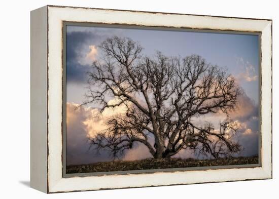 Grand Oak Tree II-Rachel Perry-Framed Premier Image Canvas