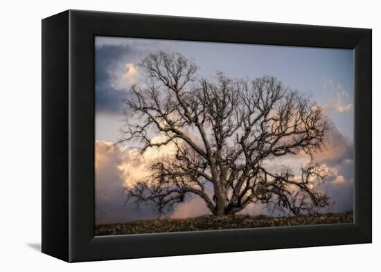 Grand Oak Tree II-Rachel Perry-Framed Premier Image Canvas