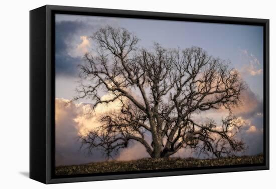 Grand Oak Tree II-Rachel Perry-Framed Premier Image Canvas