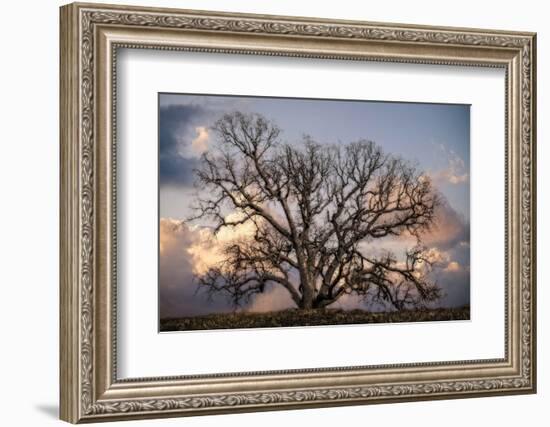 Grand Oak Tree II-Rachel Perry-Framed Photographic Print