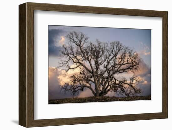 Grand Oak Tree II-Rachel Perry-Framed Photographic Print