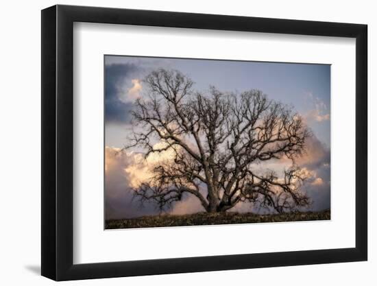 Grand Oak Tree II-Rachel Perry-Framed Photographic Print