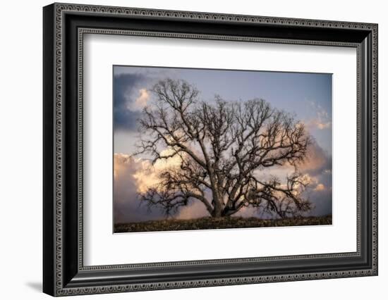 Grand Oak Tree II-Rachel Perry-Framed Photographic Print