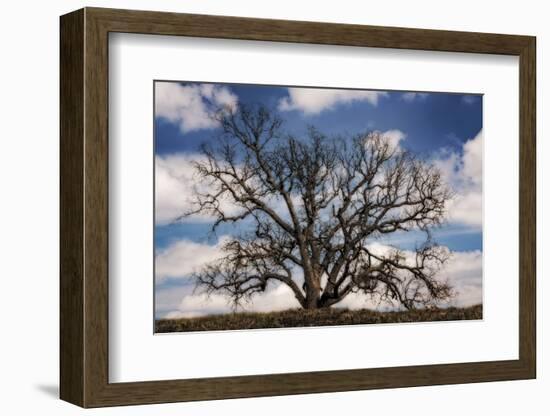 Grand Oak Tree III-Rachel Perry-Framed Photographic Print
