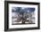 Grand Oak Tree III-Rachel Perry-Framed Photographic Print