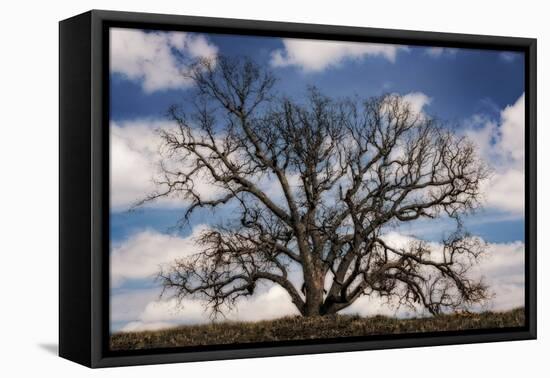 Grand Oak Tree III-Rachel Perry-Framed Premier Image Canvas