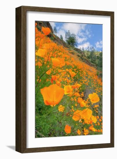 Grand Poppy Landscape Revisited, Merced Canyon-Vincent James-Framed Photographic Print